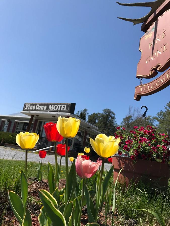 Pinecone Motel Sussex Ngoại thất bức ảnh