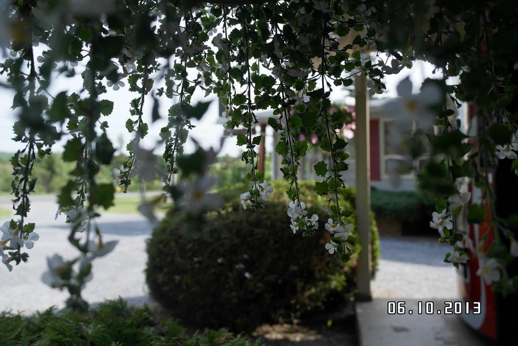 Pinecone Motel Sussex Ngoại thất bức ảnh